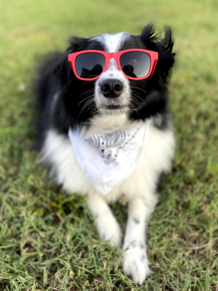 mini pastor australiano con gafas de sol rojas foto