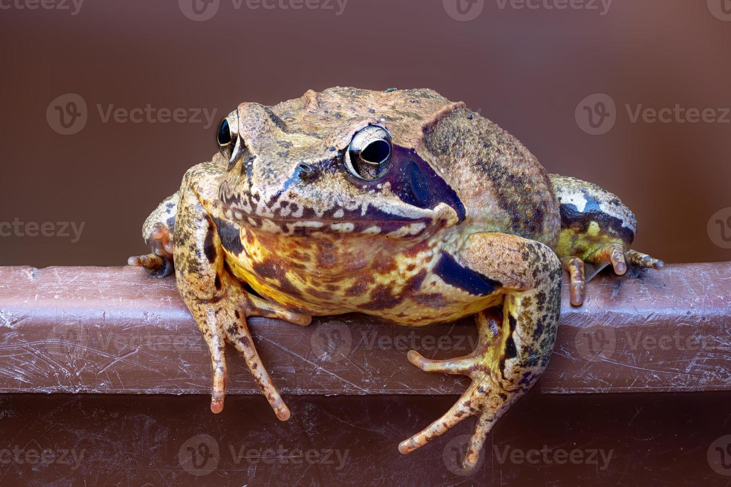 Portrait of a common frog on a bucket edge photo