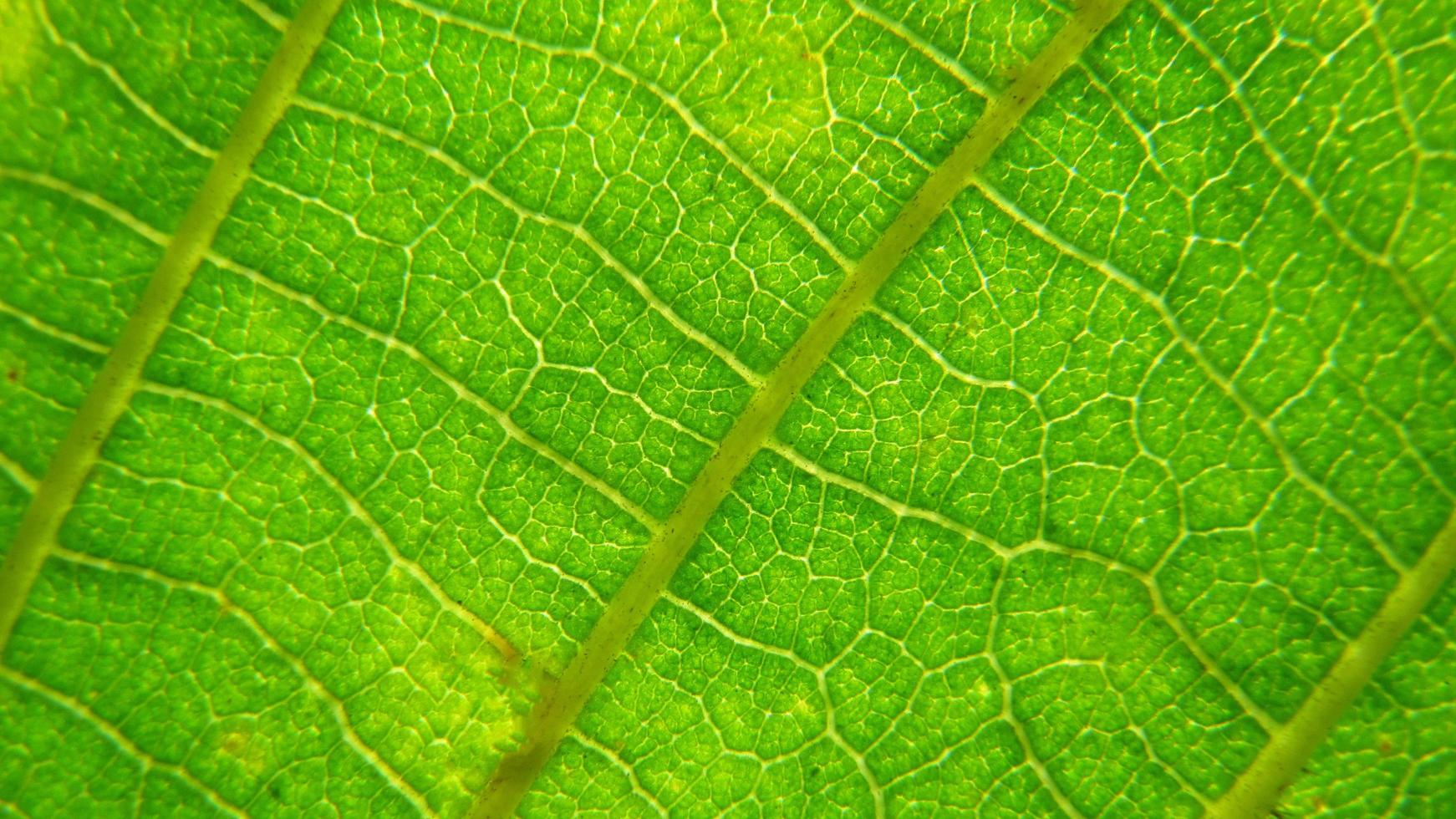 green leaf background. close up of leaf texture photo