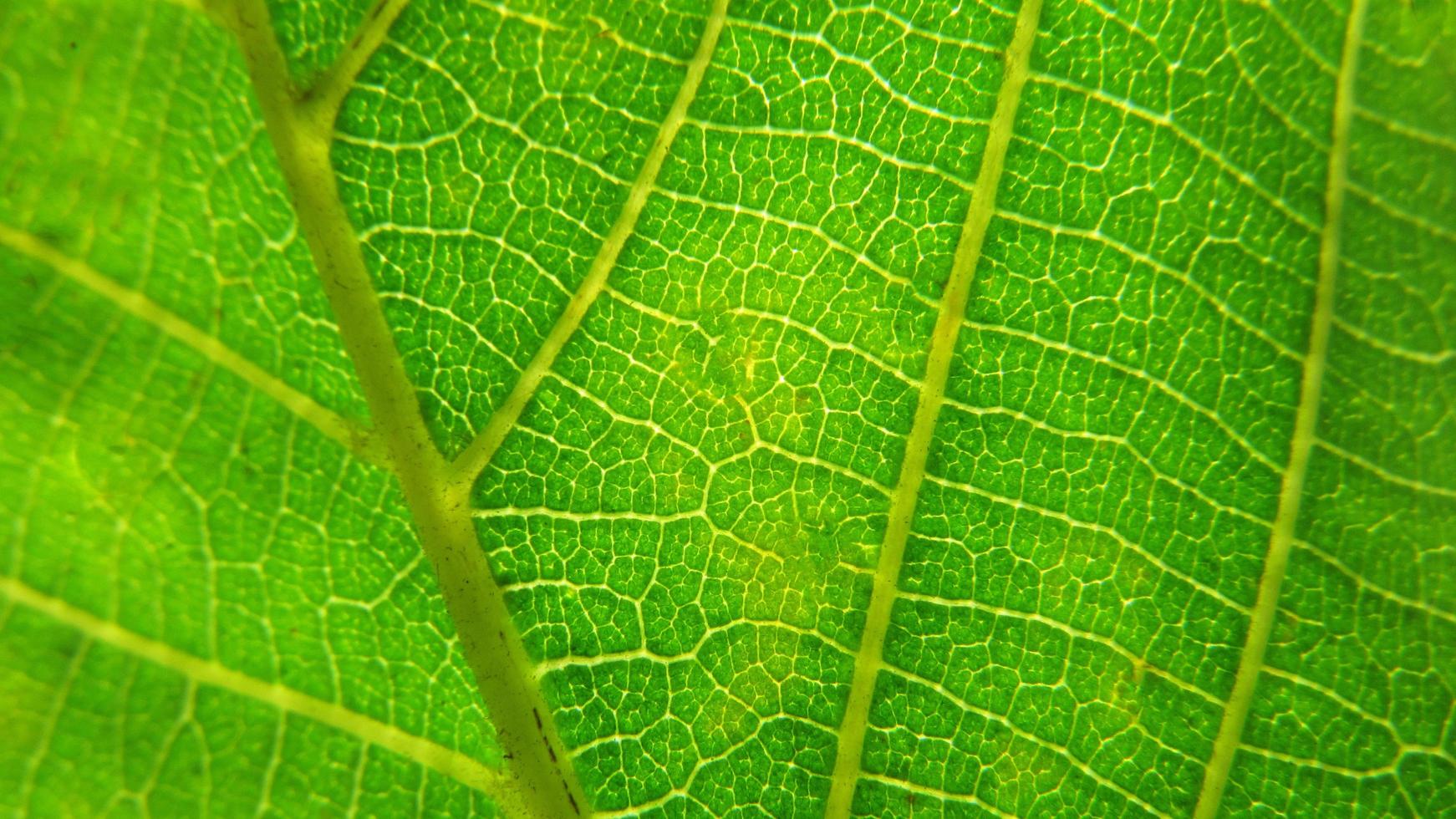 Fondo de hoja verde. cerca de la textura de la hoja foto