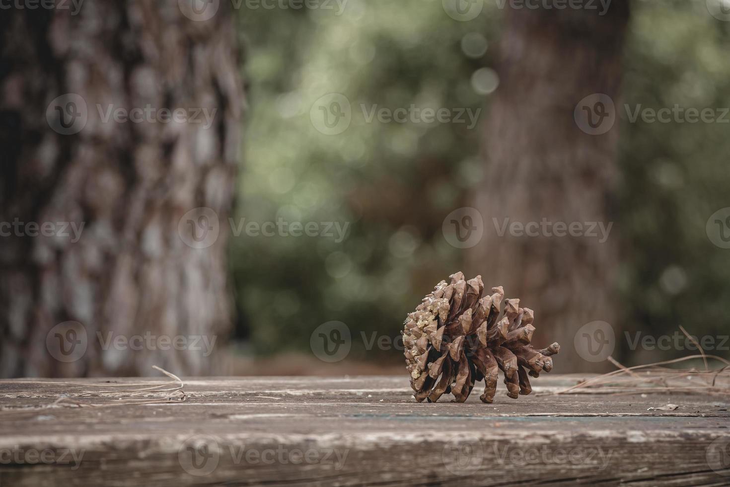 Brown pine cone with resin on wooden table in the forest photo