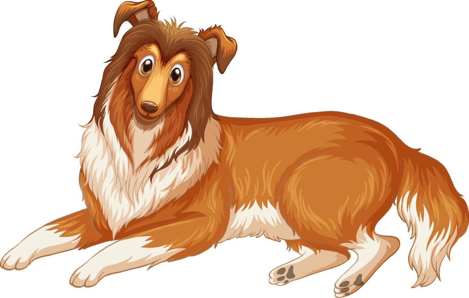 Rough Collie dog cartoon on white background vector