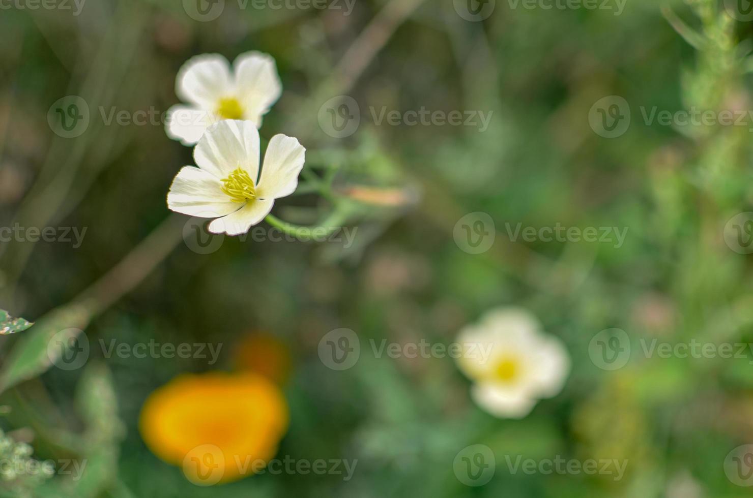 White and orange eschscholzia closeup with blured background photo