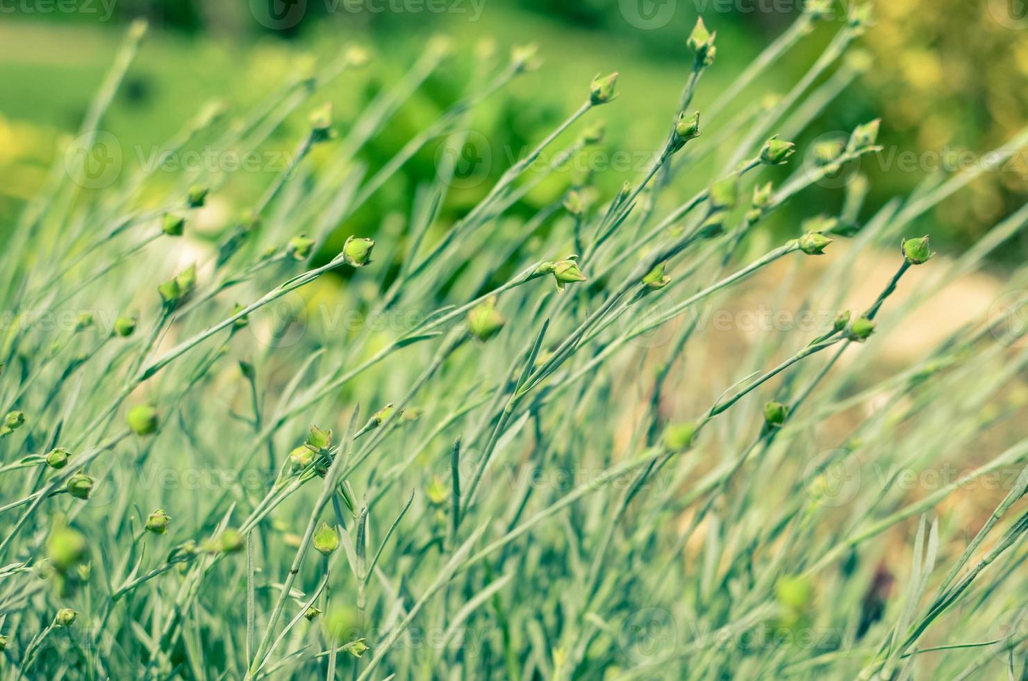 Gray green background of macro photo of pinnate carnation or clove in buds Dianthus plumatius with selective focus, large format