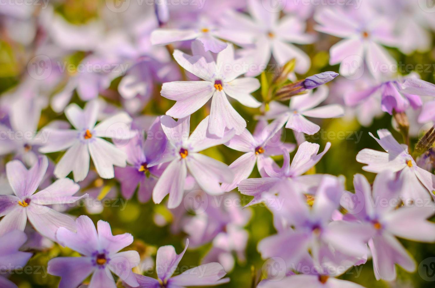 White purple flowers and green leaves beckground photo