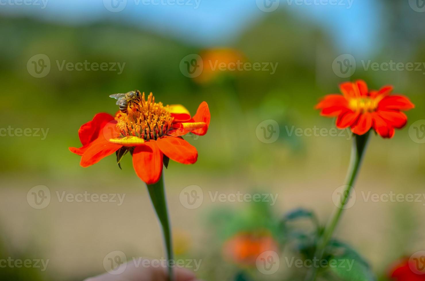 Humblee-bee sitting on a red Dahlia flower photo