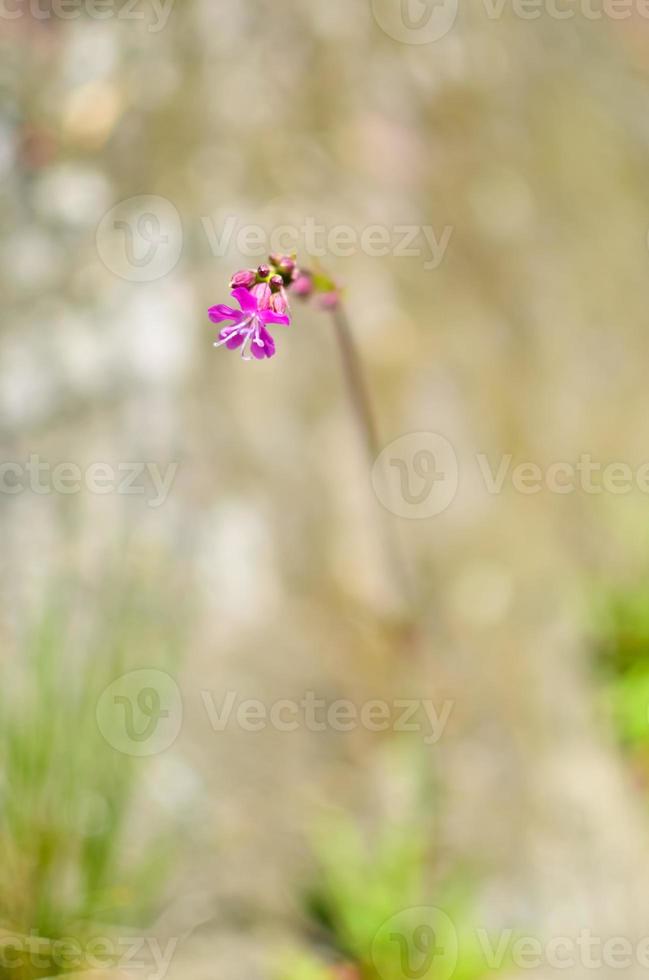 The grass and pink flower photo