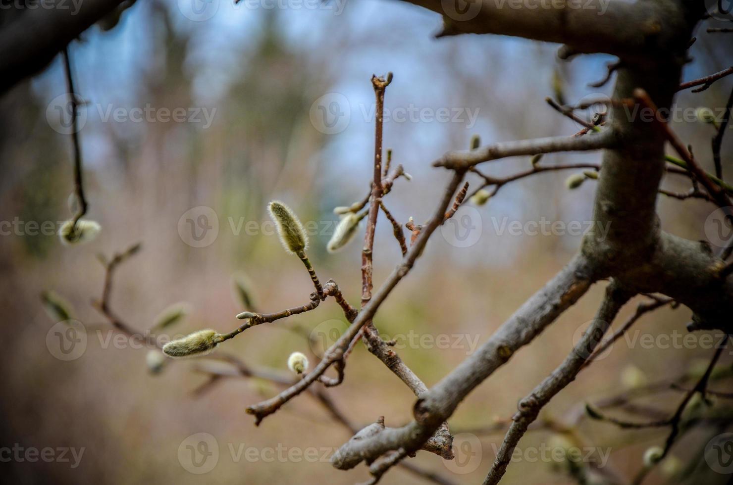 Delicate light green fluffy buds of magnolia in early spring photo