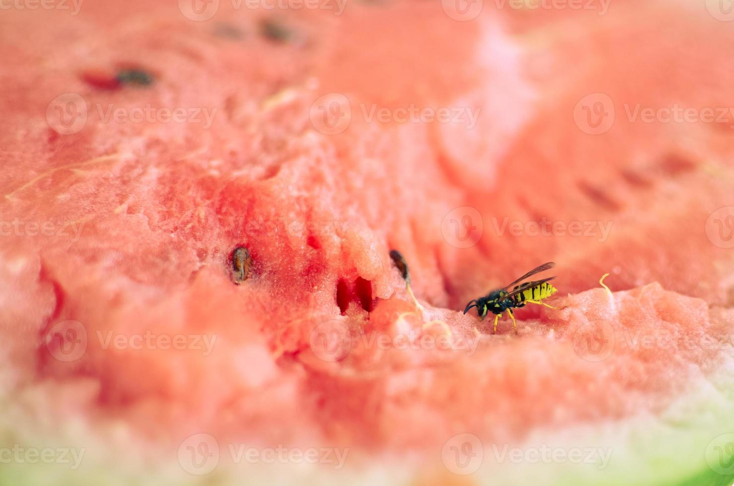 Wasp eats a red watermelon in nature photo