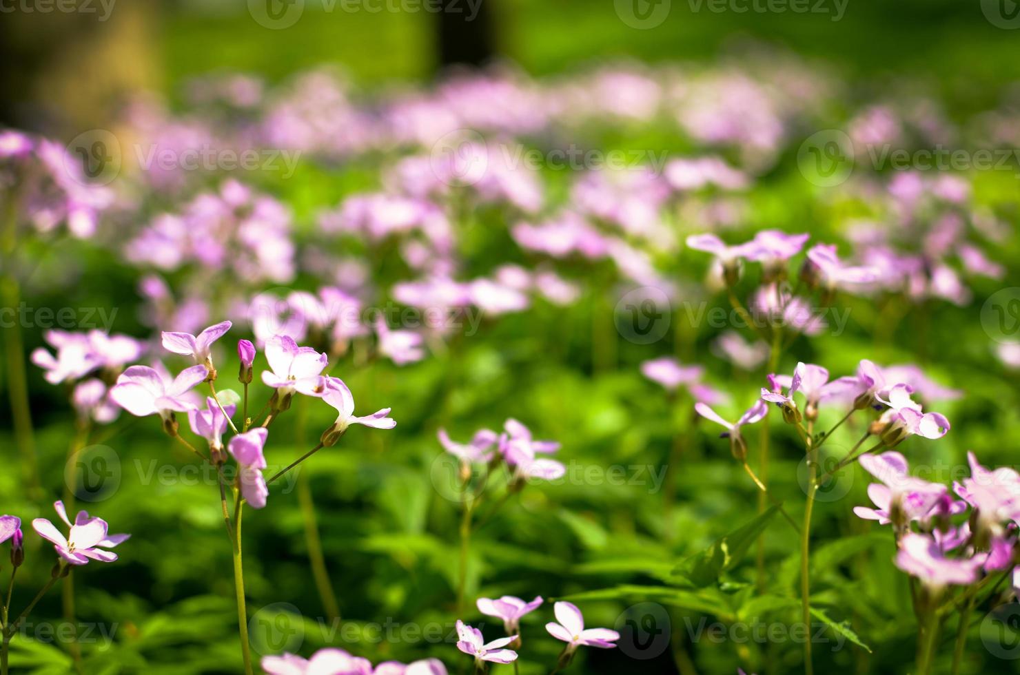 El suelo del bosque a principios de la primavera con flores violetas de Dentaria quinquefolia foto