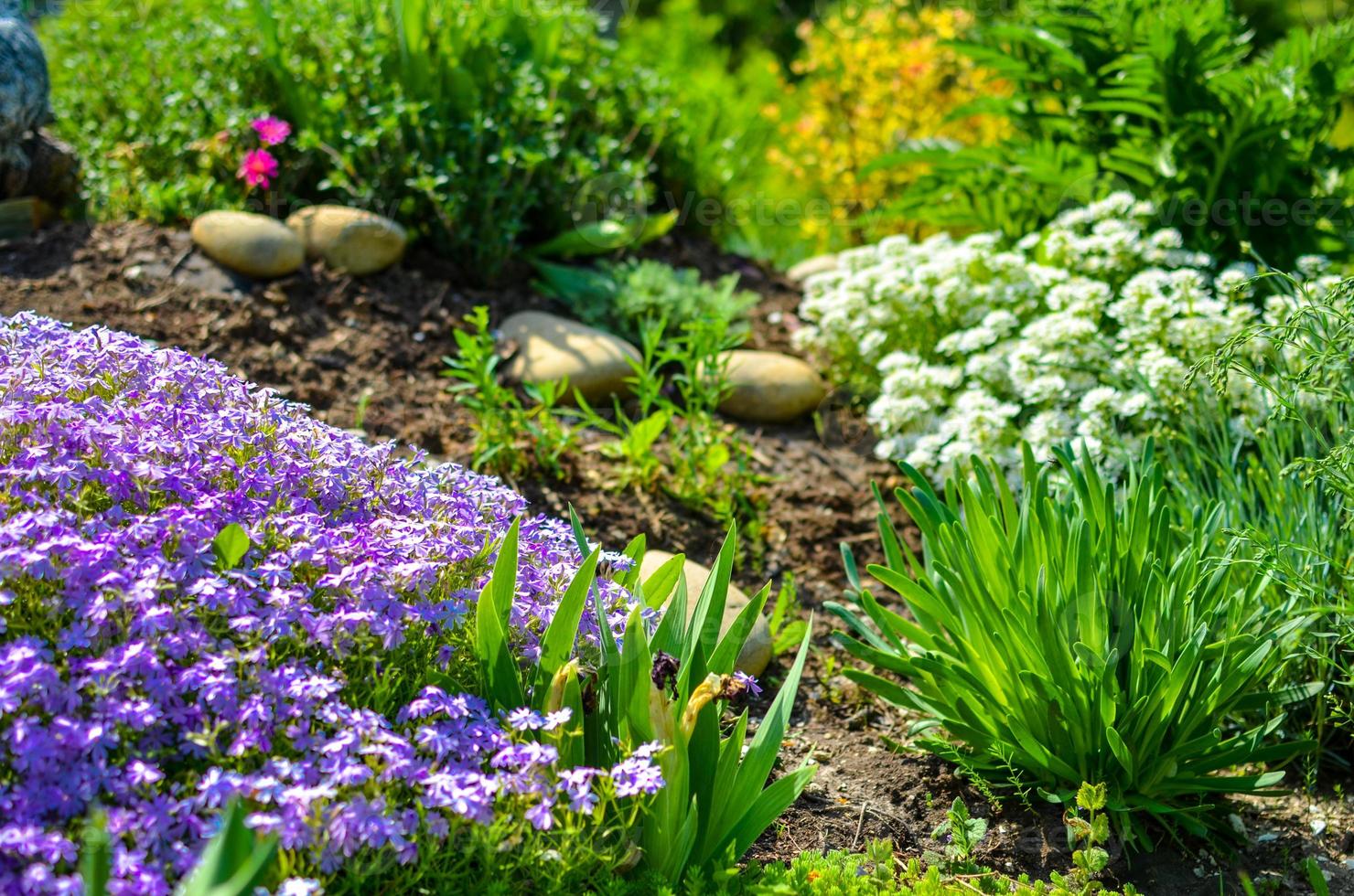 macizo de flores con piedras, flores blancas y moradas y muchas plantas verdes foto