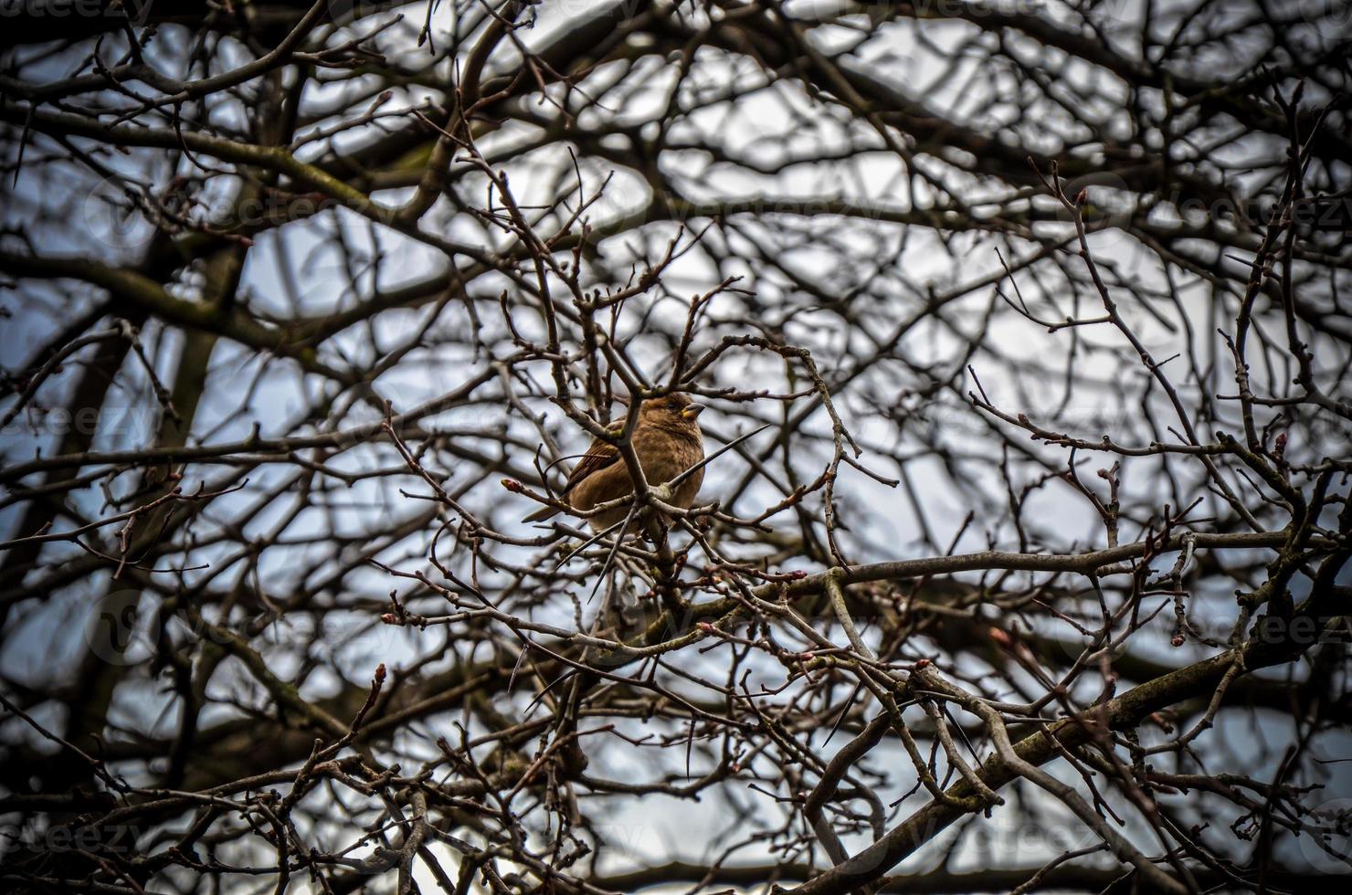 The field Sparrow sitting on a branch on background photo
