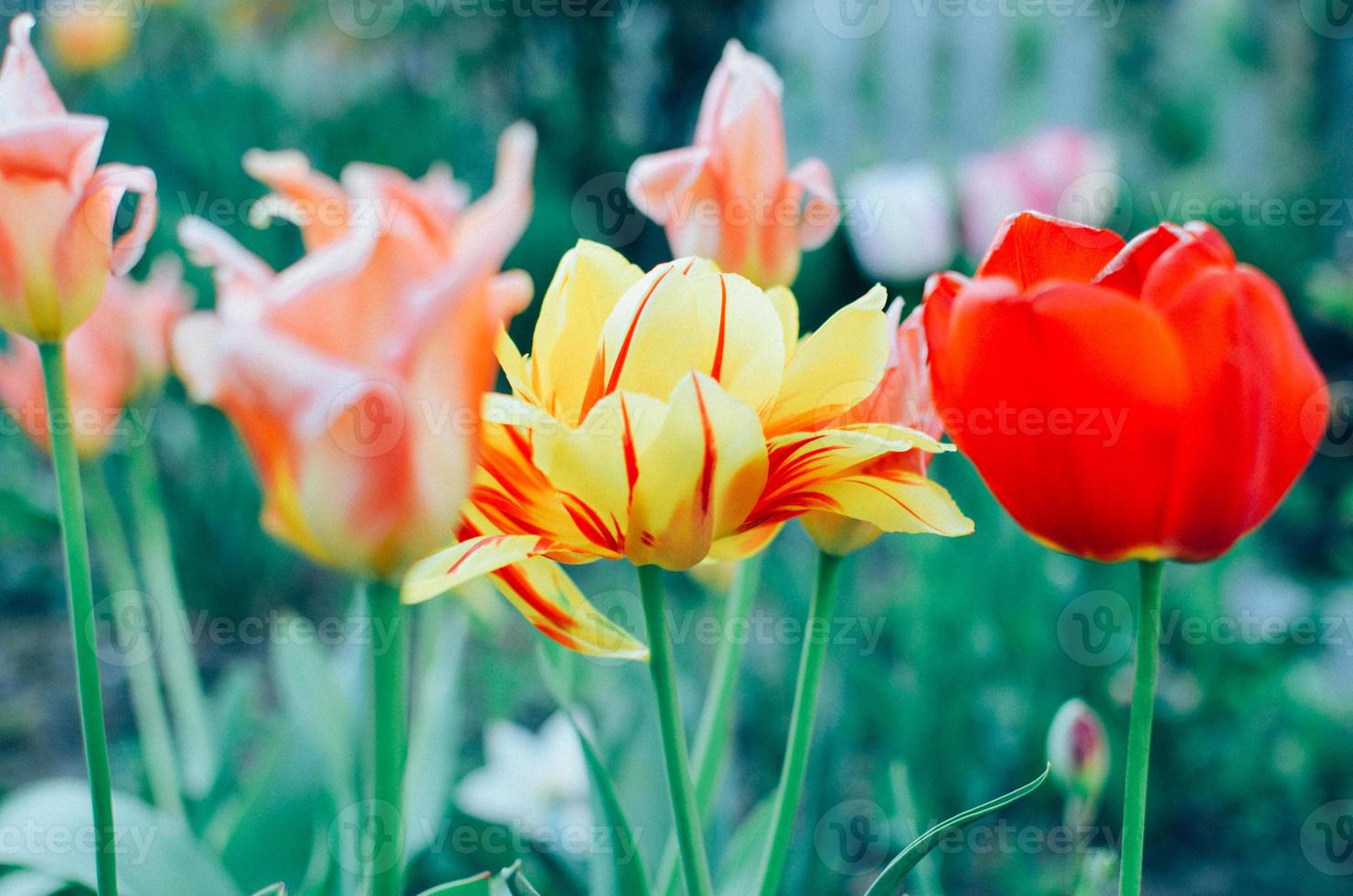 Red and yellow tulips with selective focus photo