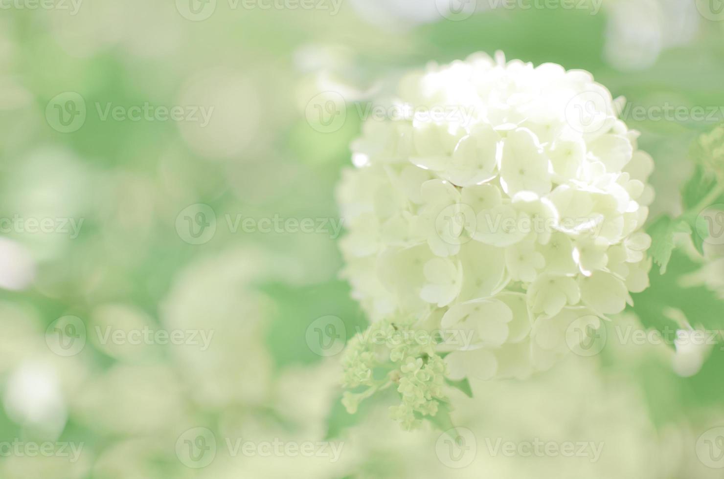 White Hydrangea arborescens Annabelle flower photo