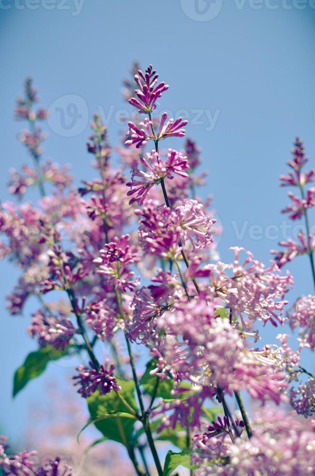 purple lilac bush blooming in May day photo