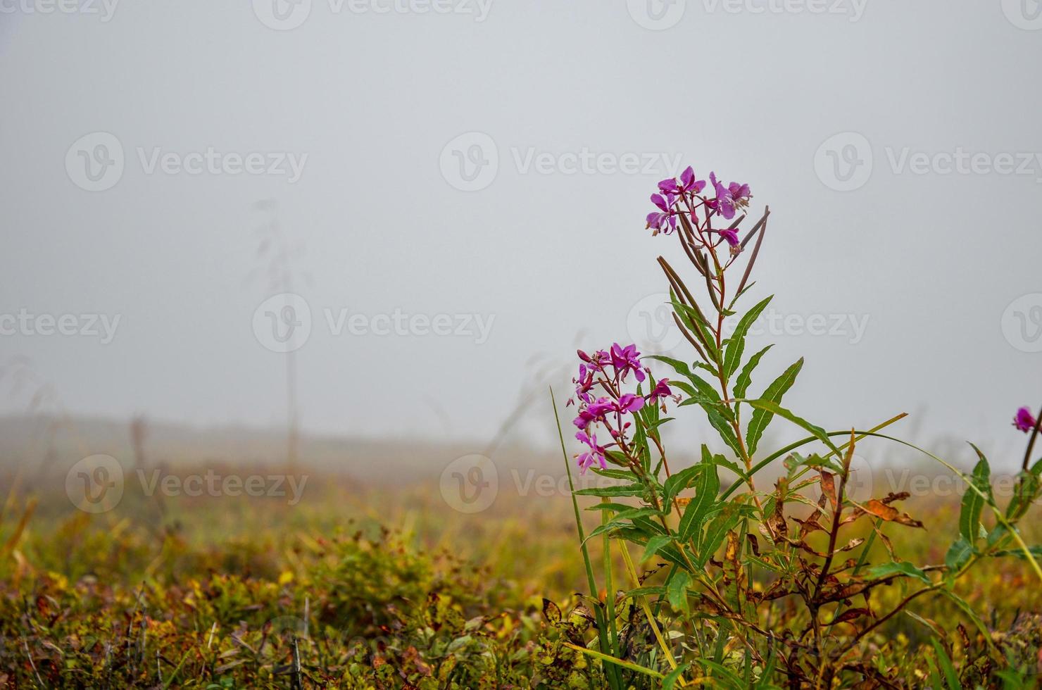 Blooming sally or willow-herb or Ivan tea and fog photo