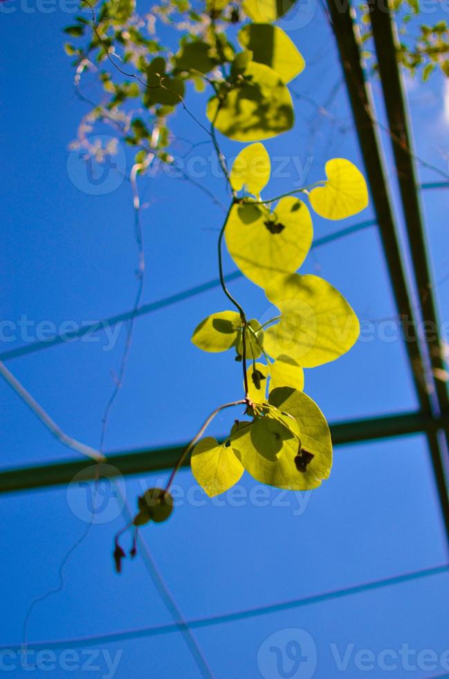 follaje verde de aristolochia macrophylla o pipevin foto