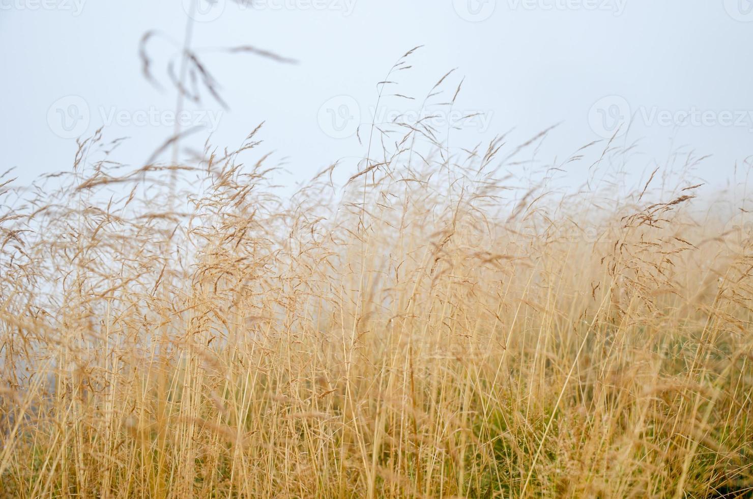 Morning dew in the grass dry field with dew drop. photo