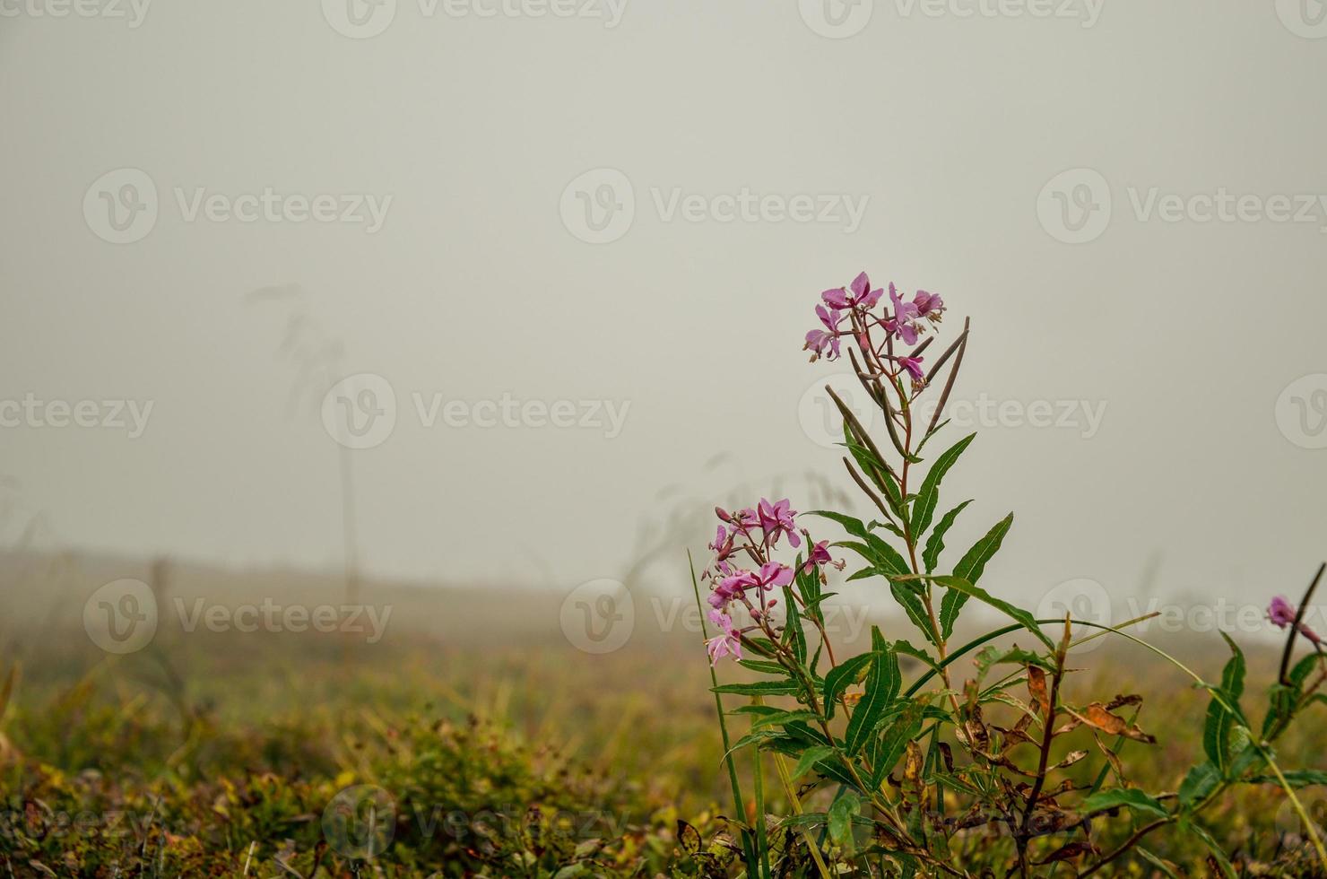 Blooming sally or willow-herb or Ivan tea and fog photo