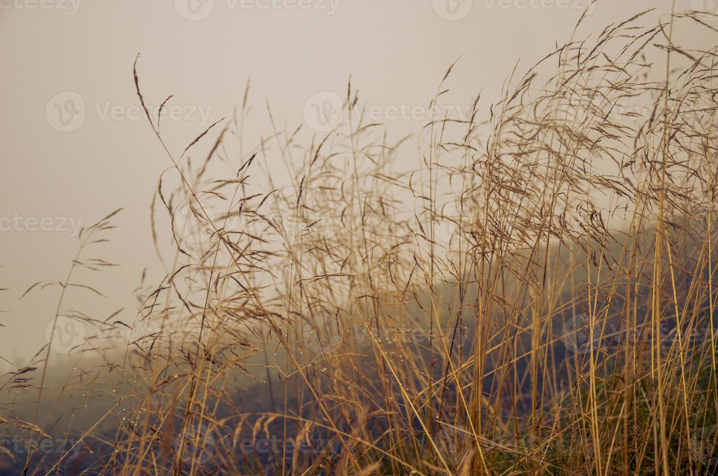 Morning dew in the grass dry field with dew drop. photo