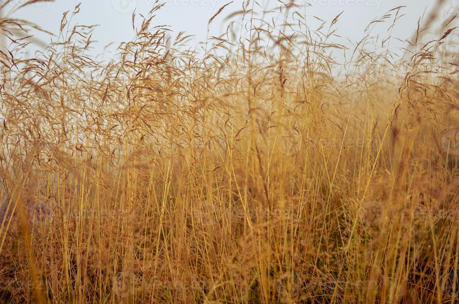 rocío de la mañana en el campo de hierba seca con gota de rocío. foto
