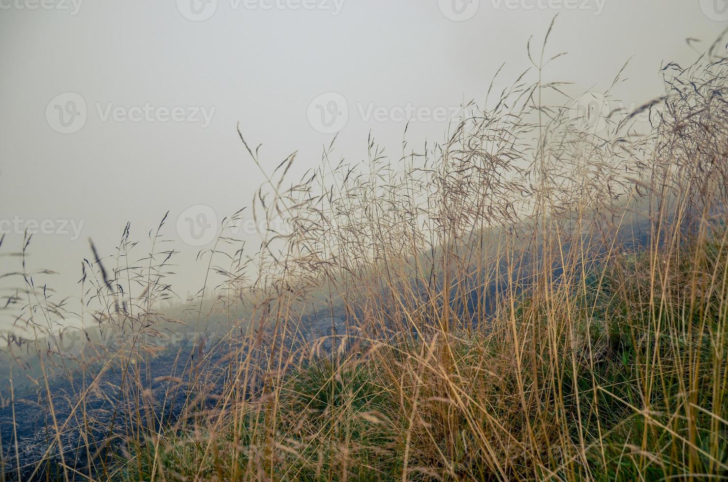 Morning dew in the grass dry field with dew drop. photo