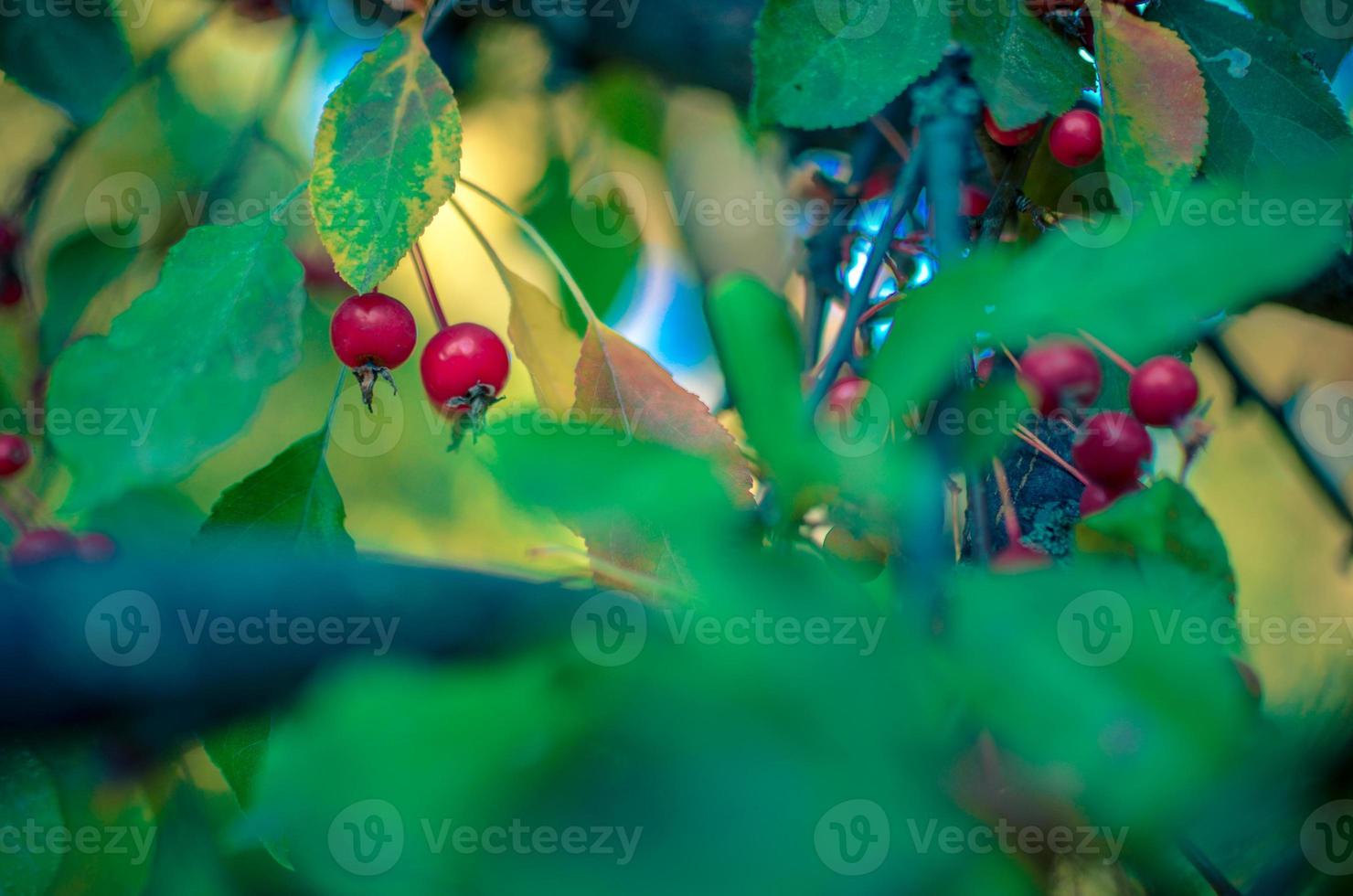 Red berries and leaves of hawthorn on the tree. Autumn natural background photo
