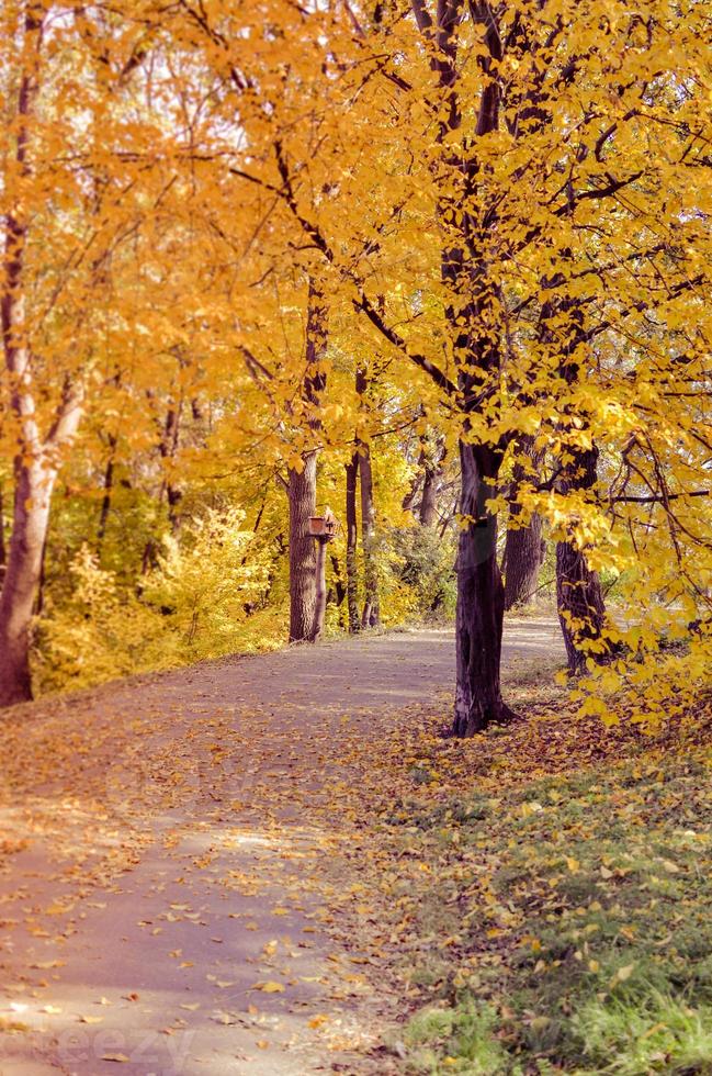 Beautiful romantic alley in a park with yellow colorful trees and sunlight photo