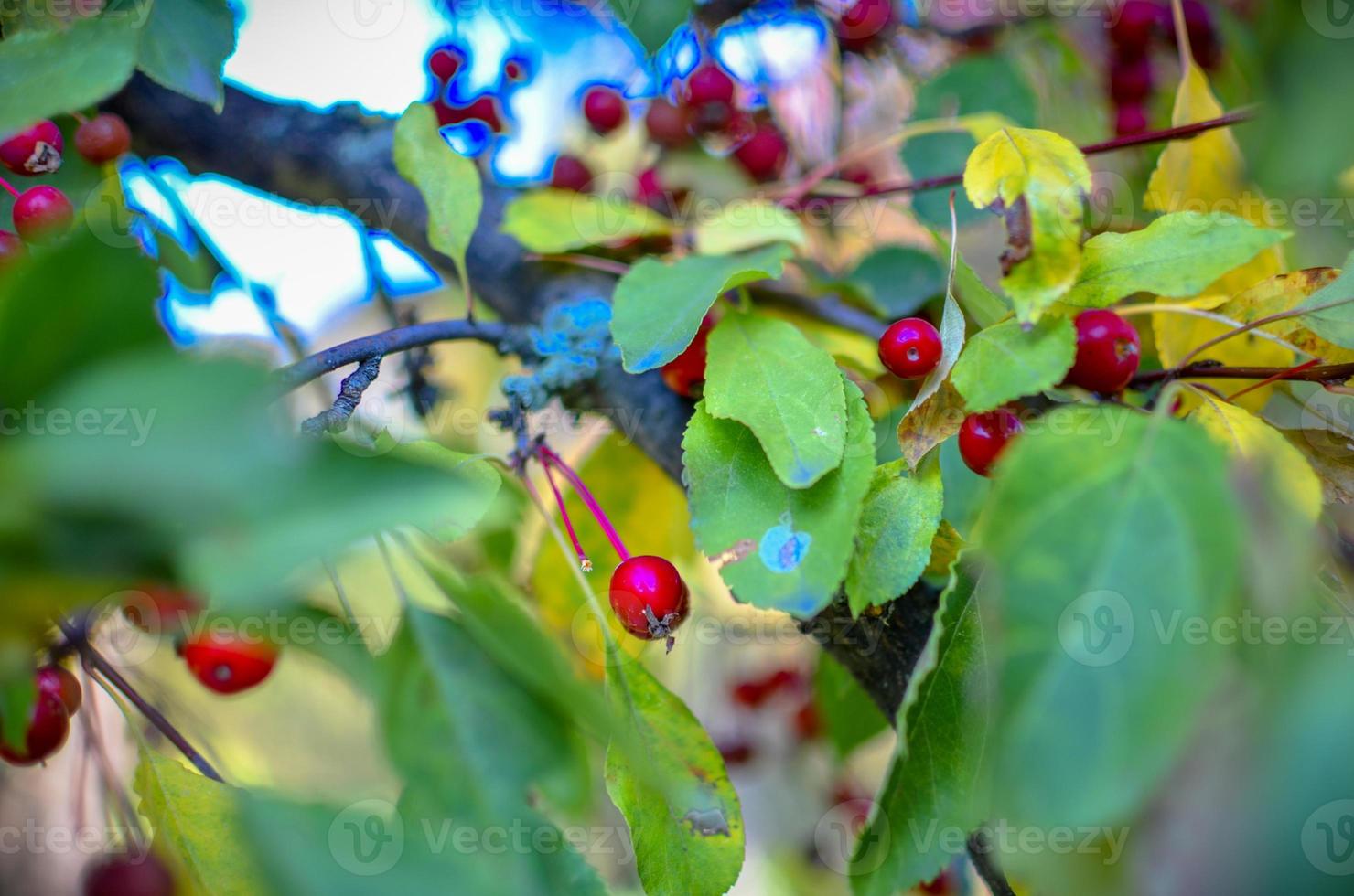 Red berries and leaves of hawthorn on the tree. Autumn natural background photo