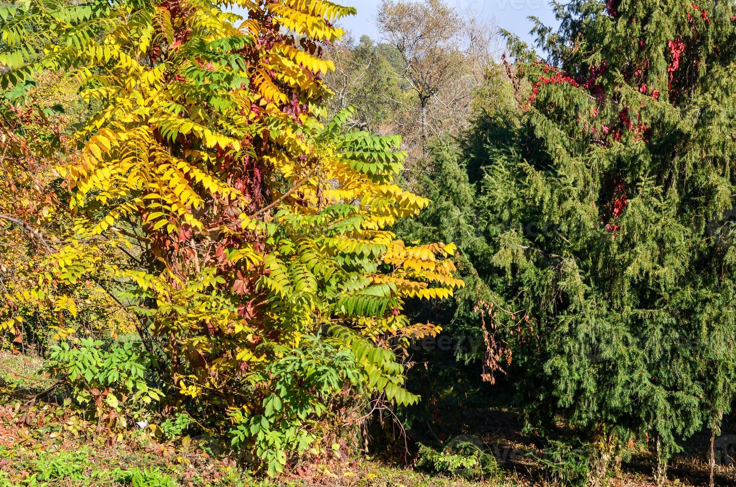 Golden autumn in the park. Yellow and red leaves on the trees photo