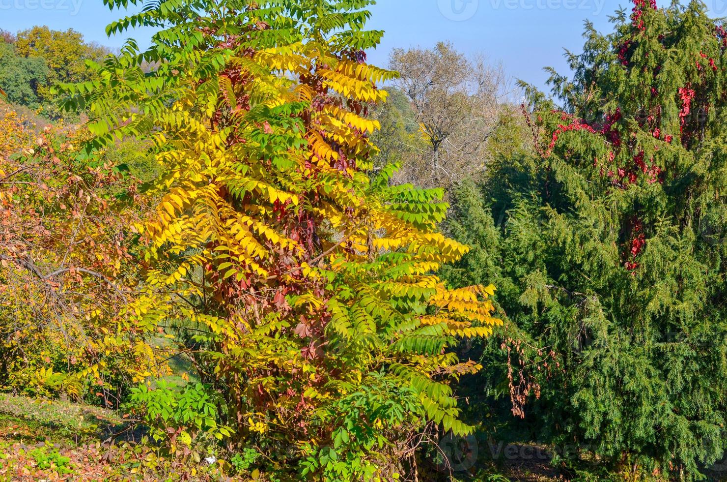 Golden autumn in the park. Yellow and red leaves on the trees photo