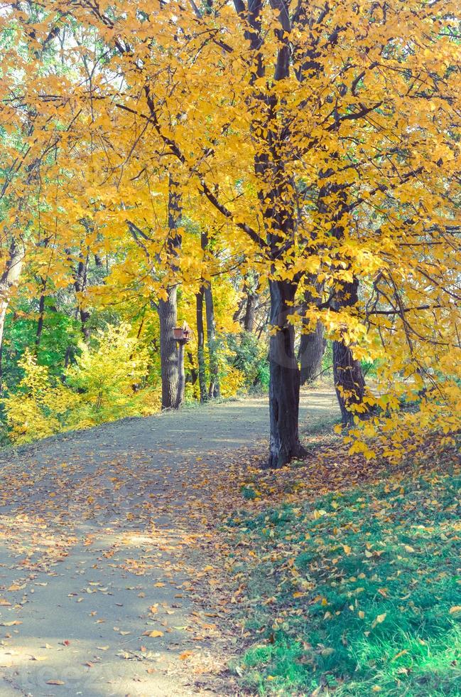 Beautiful romantic alley in a park with yellow colorful trees and sunlight photo