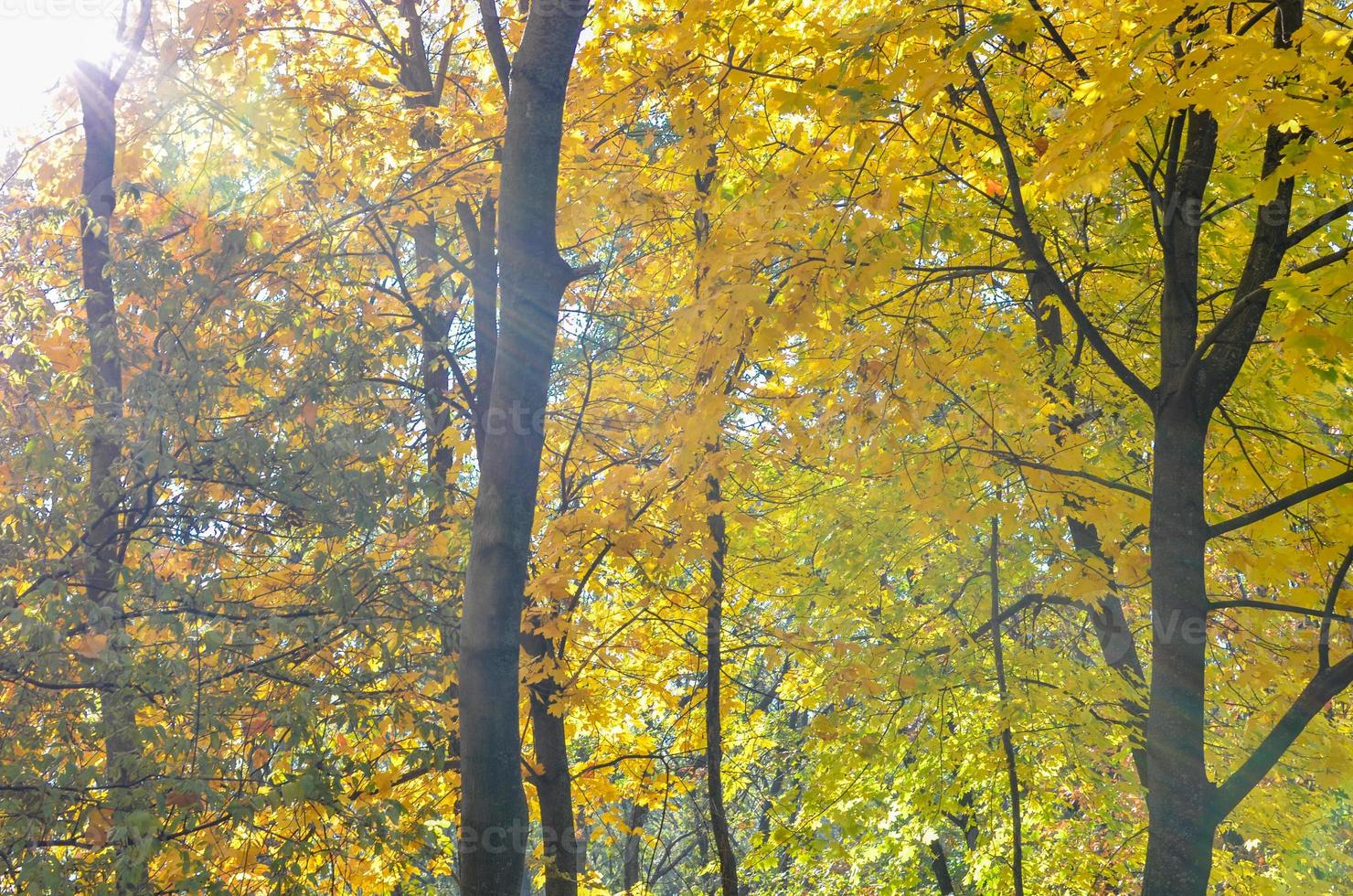 otoño dorado en el parque. hojas amarillas y rojas en los árboles con luz solar foto