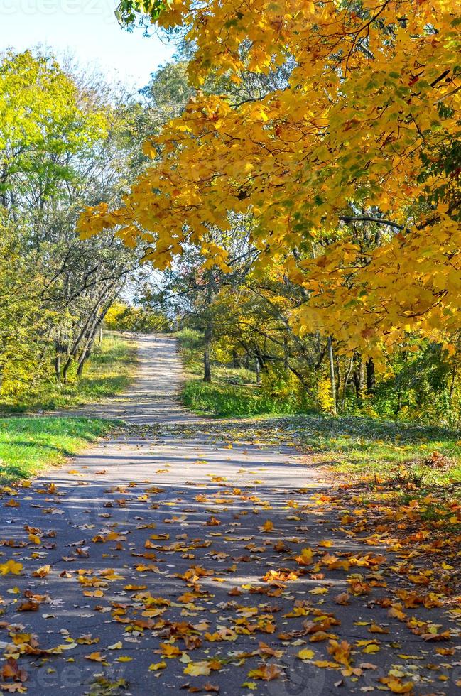 Beautiful romantic alley in a park with yellow colorful trees and sunlight photo