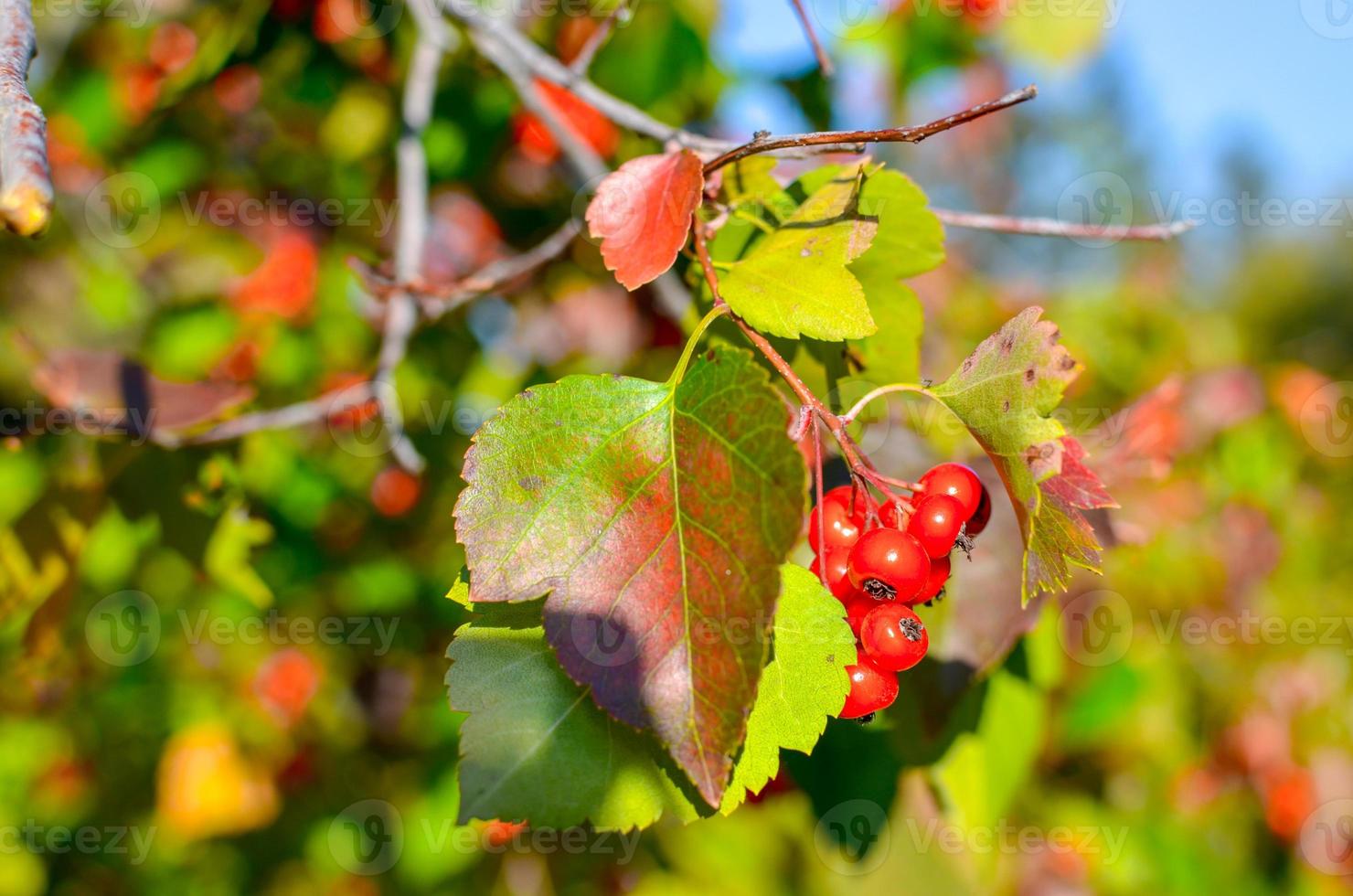 frutos rojos y hojas de espino en el árbol. fondo natural de otoño foto