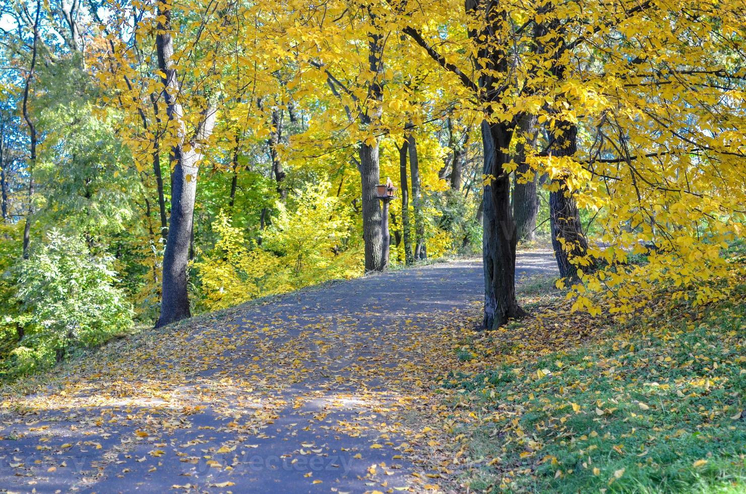 Beautiful romantic alley in a park with yellow colorful trees and sunlight photo