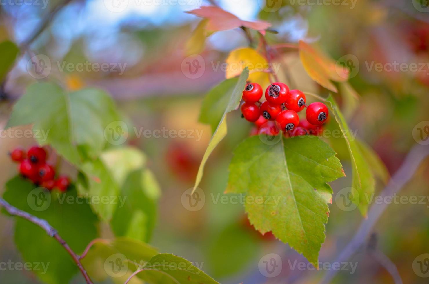 Red berries and leaves of hawthorn on the tree. Autumn natural background photo