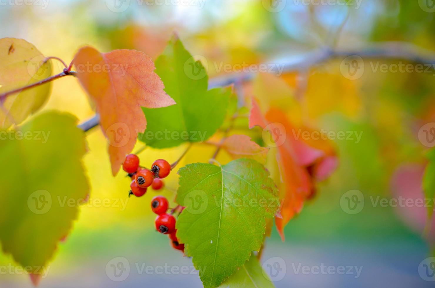 Red berries and leaves of hawthorn on the tree. Autumn natural background photo