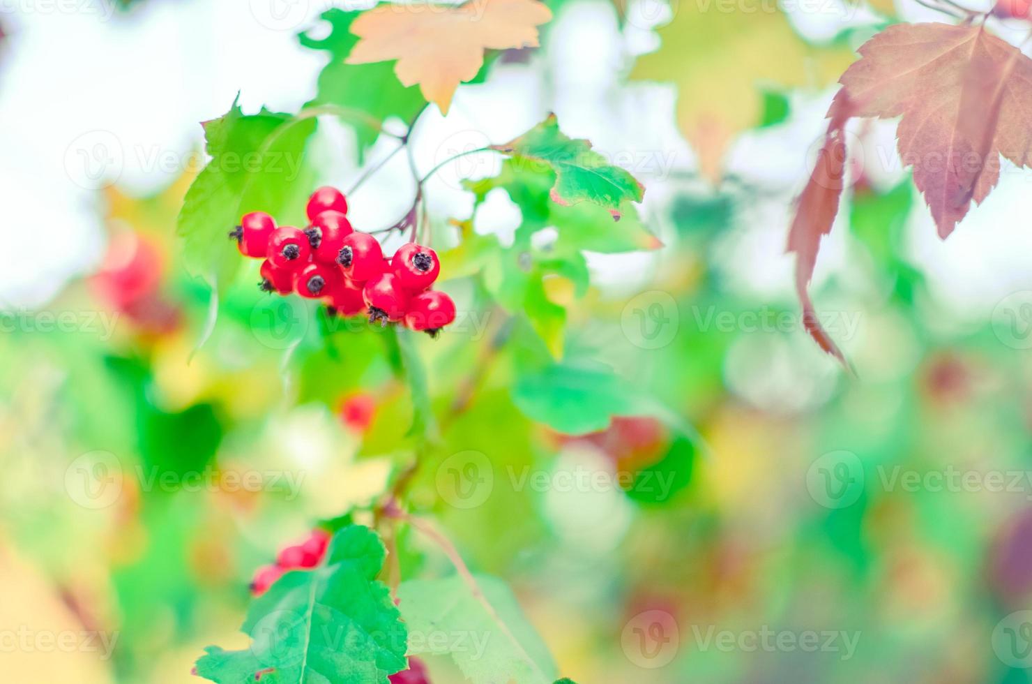 Red berries and leaves of hawthorn on the tree. Autumn natural background photo