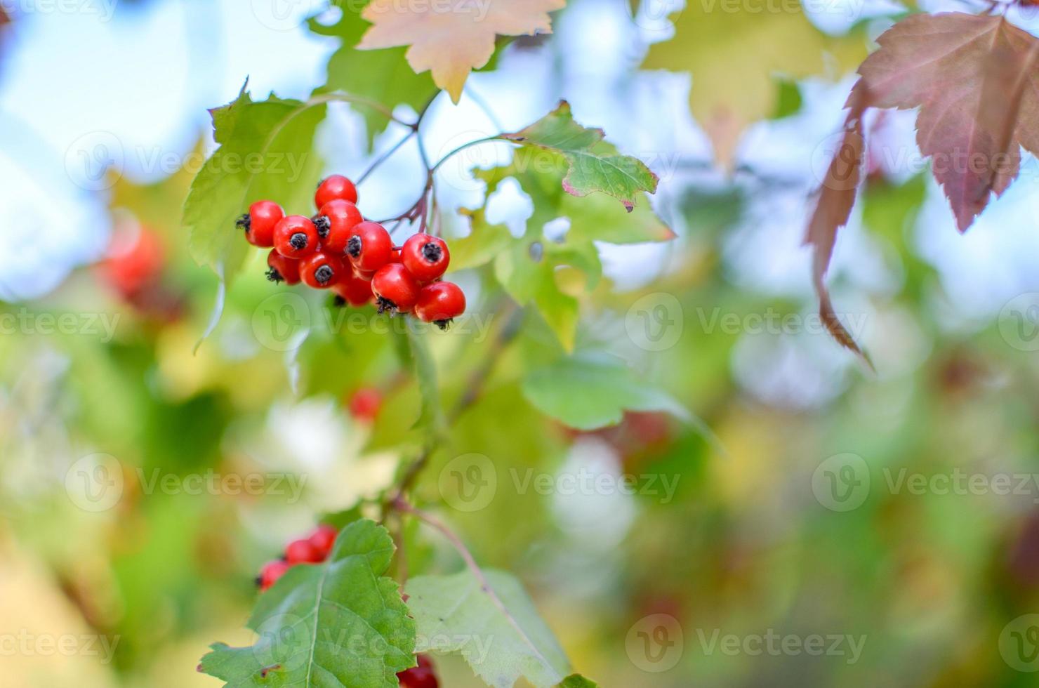 Red berries and leaves of hawthorn on the tree. Autumn natural background photo