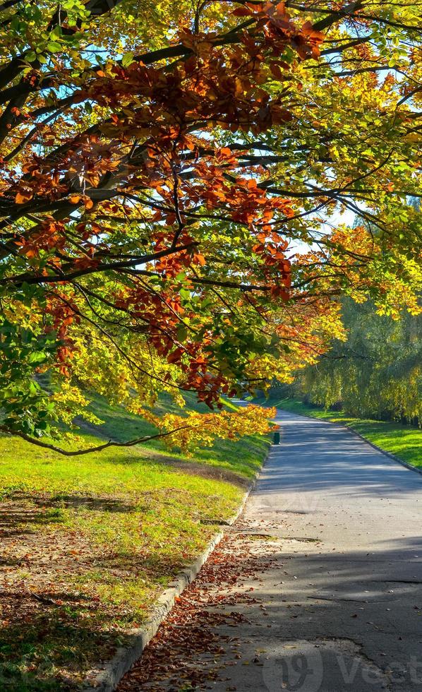 Beautiful romantic alley in a park with yellow colorful trees and sunlight photo