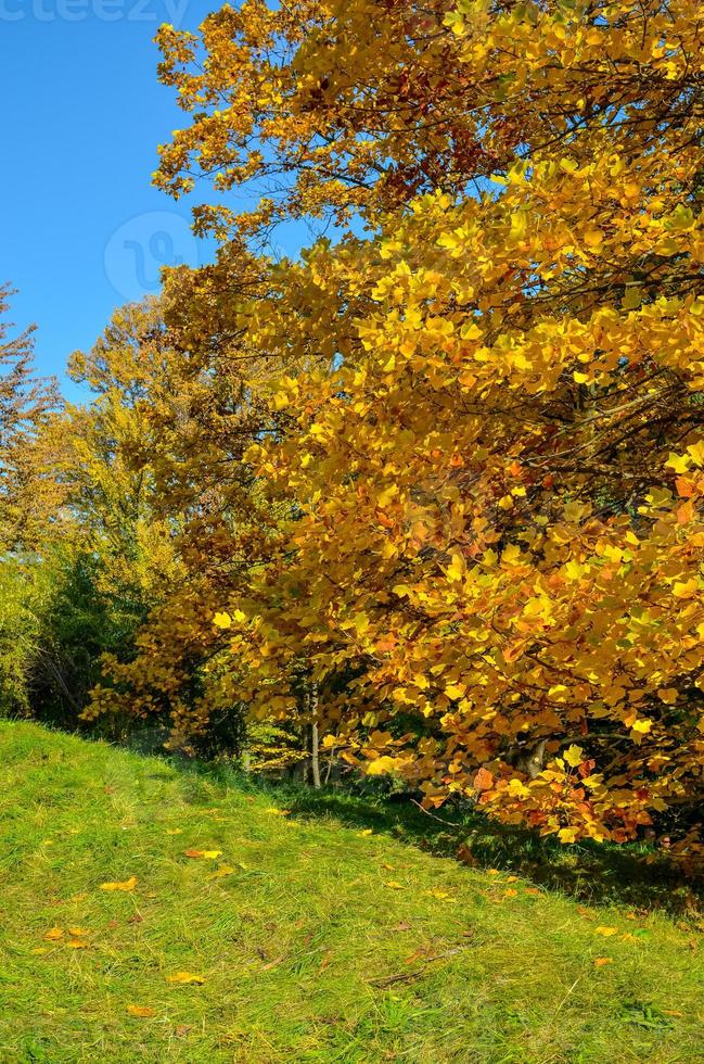 Hojas de color amarillo rojo-naranja amarillo-verde de magnolia, concepto de naturaleza para el diseño foto