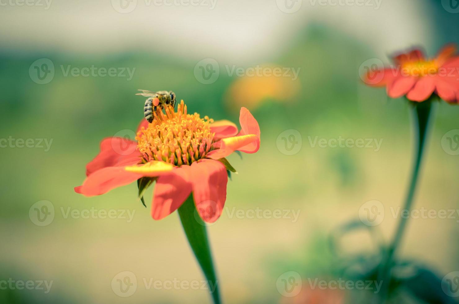 humblee-bee sentada sobre una flor de dalia roja foto