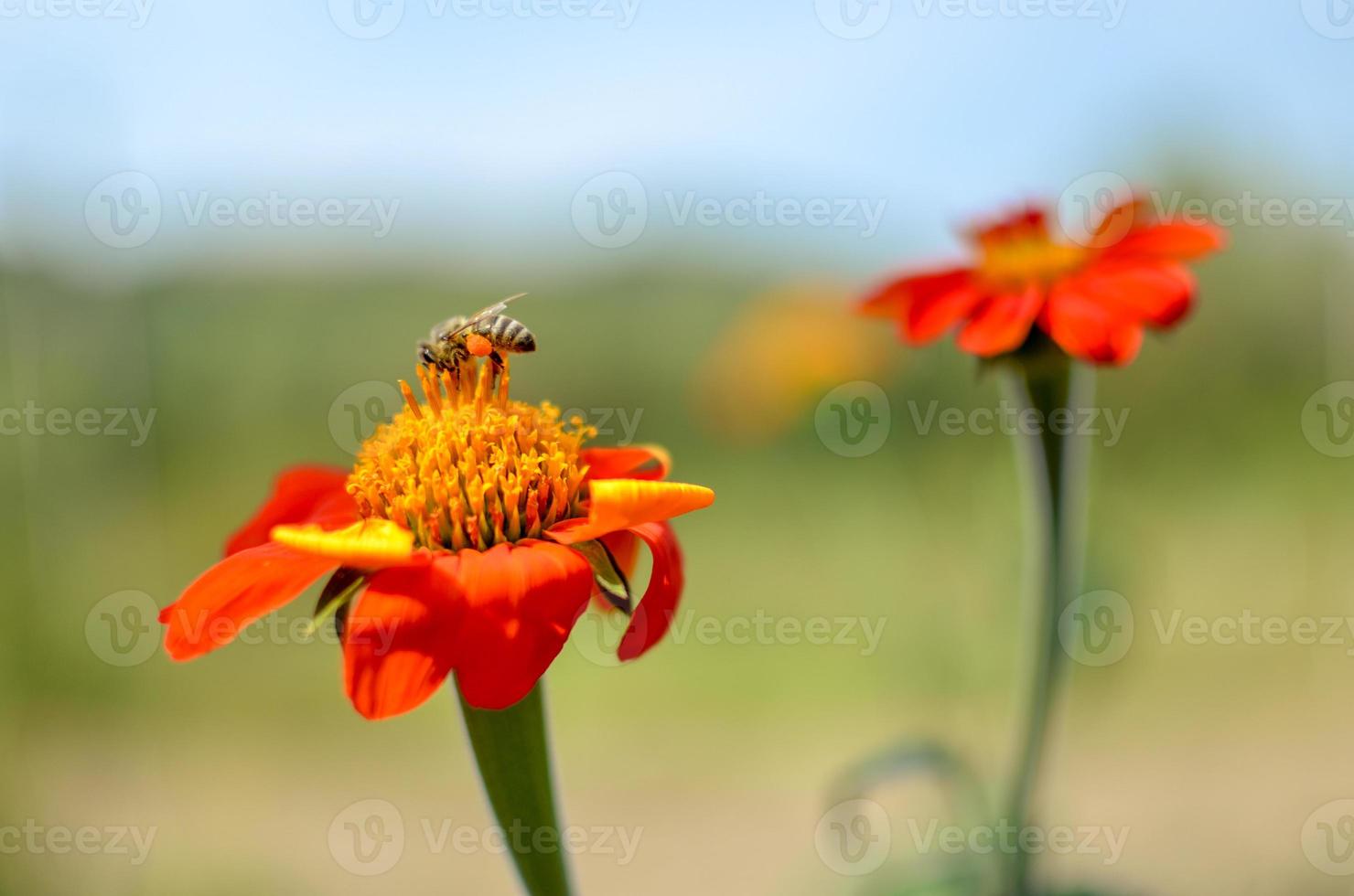 Humblee-bee sitting on a red Dahlia flower photo