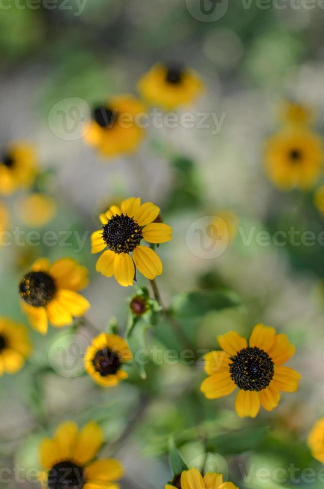 rudbeckia hirta l. toto, flores de Susan de ojos negros de la familia de las asteraceae foto