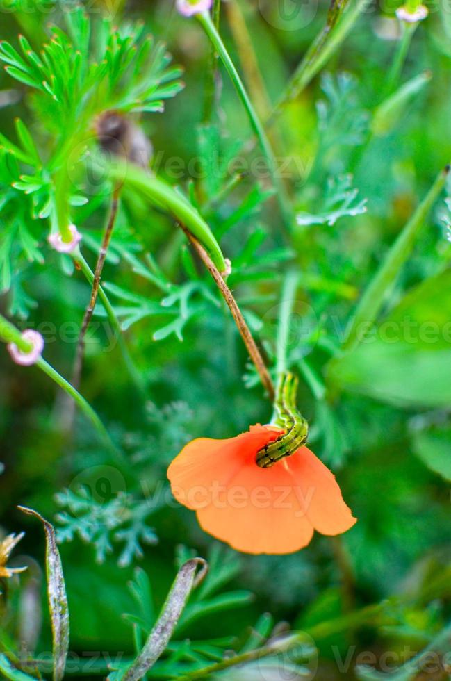 Orange eschscholzia on the meadow closeup with blured background and caterpillar photo