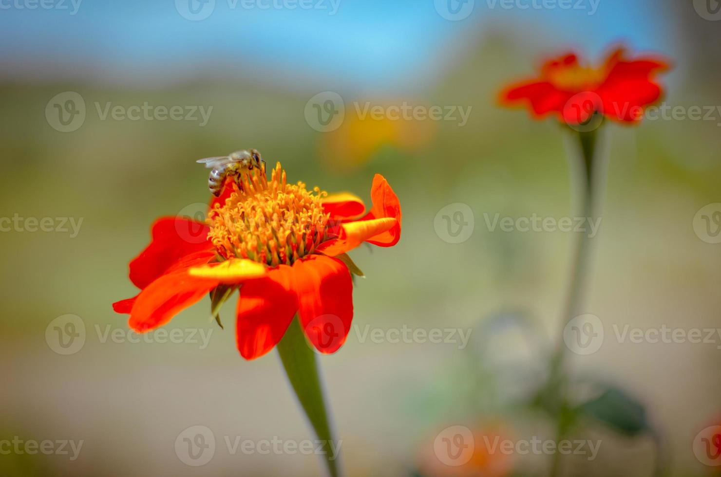 Humblee-bee sitting on a red Dahlia flower photo
