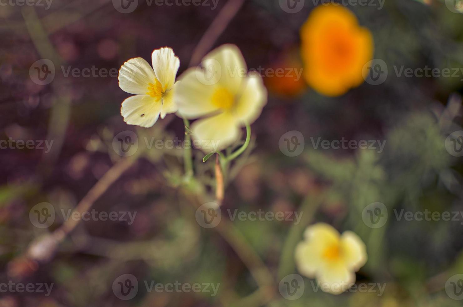 Primer plano de eschscholzia blanco y naranja con fondo borroneada foto