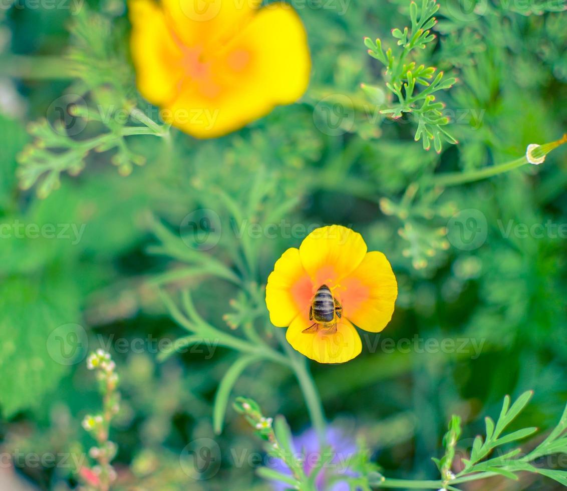 Orange eschscholzia on the meadow closeup with blured background with a bee photo