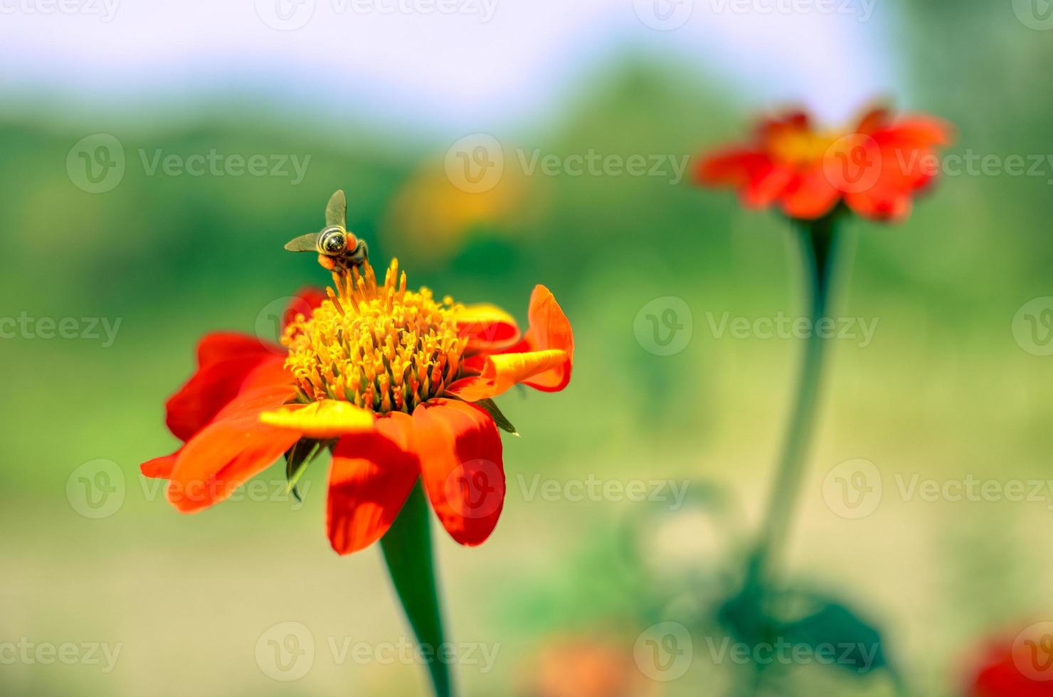 Humblee-bee sitting on a red Dahlia flower photo